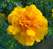 Marigold Plant - Greensouq -