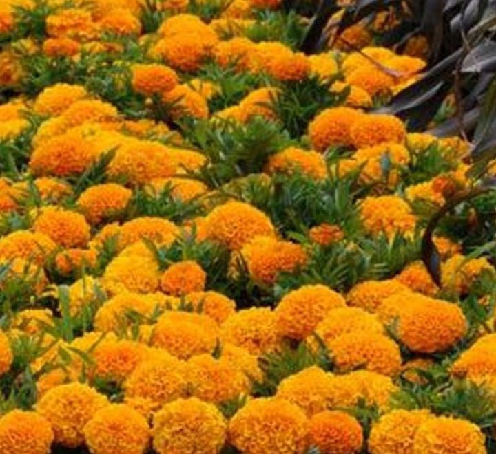 Marigold Plant - Greensouq -