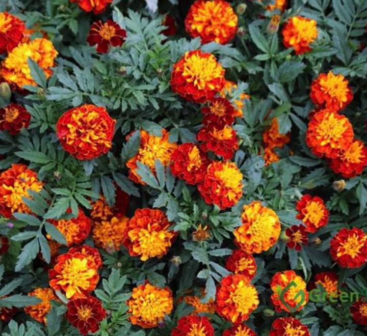 Marigold Plant - Greensouq -