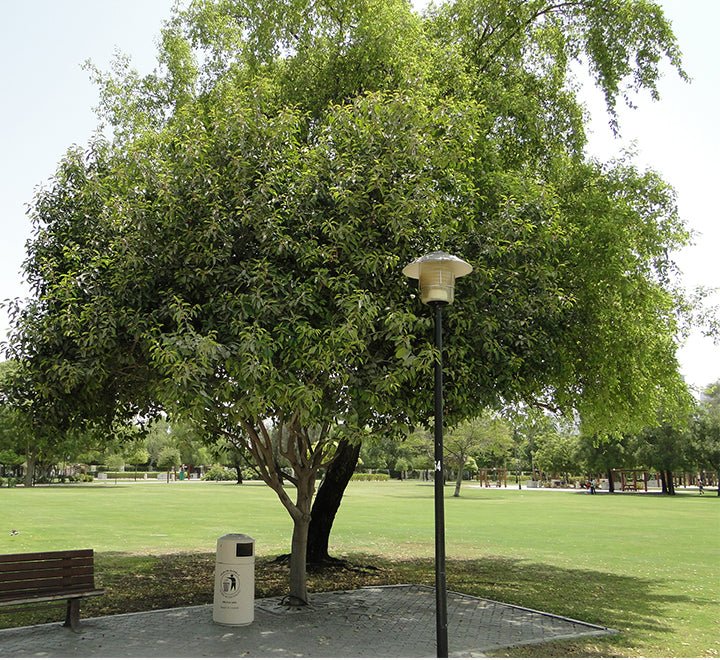 Mimusops Elengi or Spanish Cherry Tree - Greensouq -