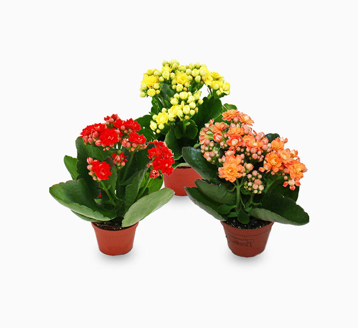 Kalanchoe Blossfeldiana or Flaming Katy