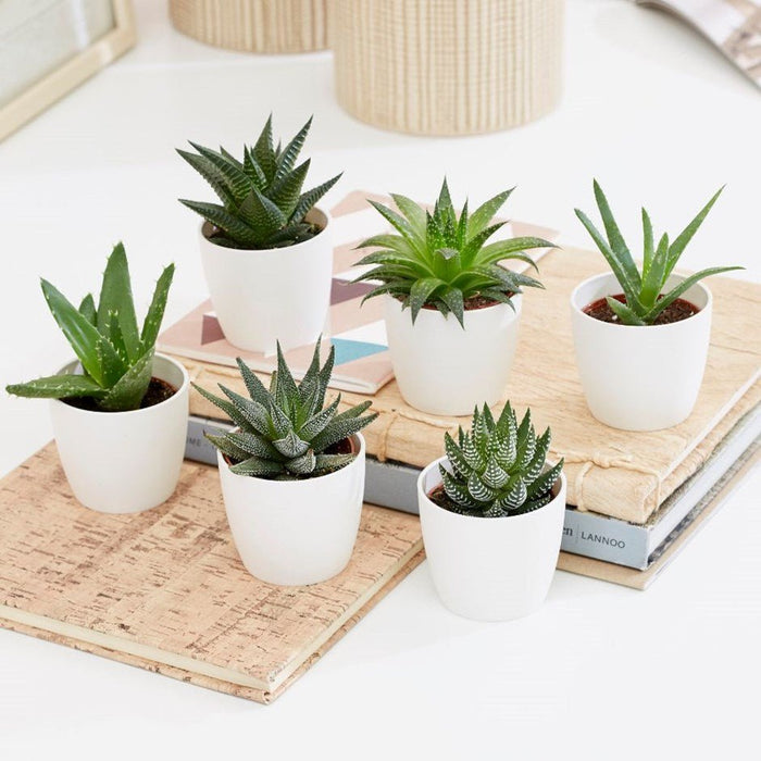 Mini succulents Haworthia 4 - 6cm per piece - Greensouq -