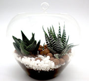 Mini succulents Haworthia in Transparent pot "Terrarium" - Greensouq -