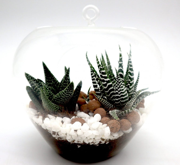 Mini succulents Haworthia in Transparent pot "Terrarium" - Greensouq -