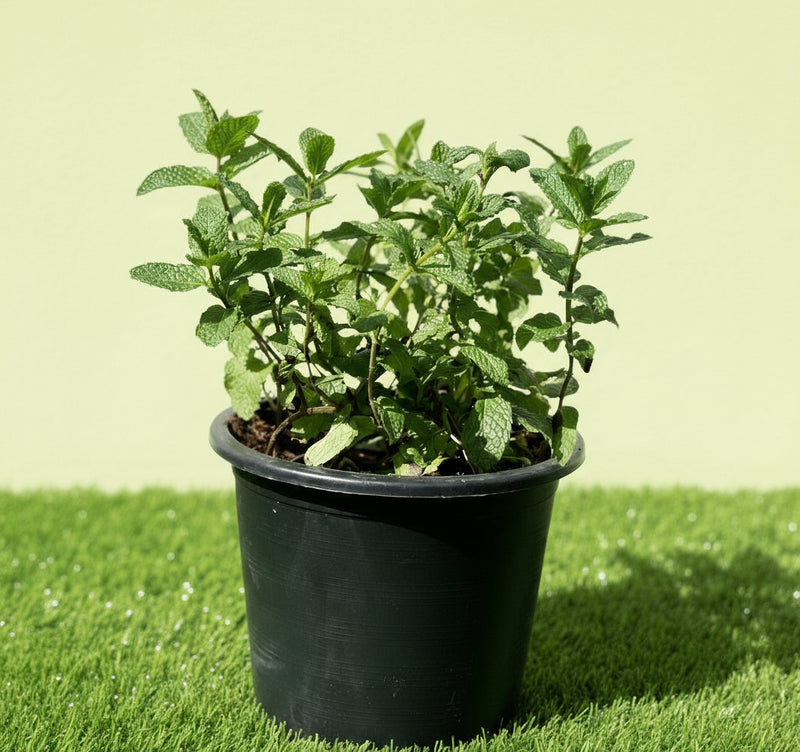 Mint Plant or Mentha - Greensouq -