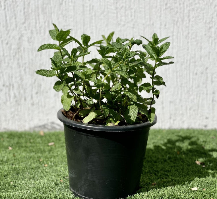 Mint Plant or Mentha - Greensouq -