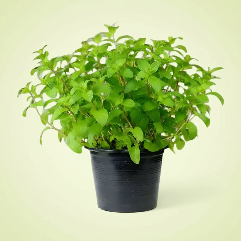 Mint Plant or Mentha - Greensouq -