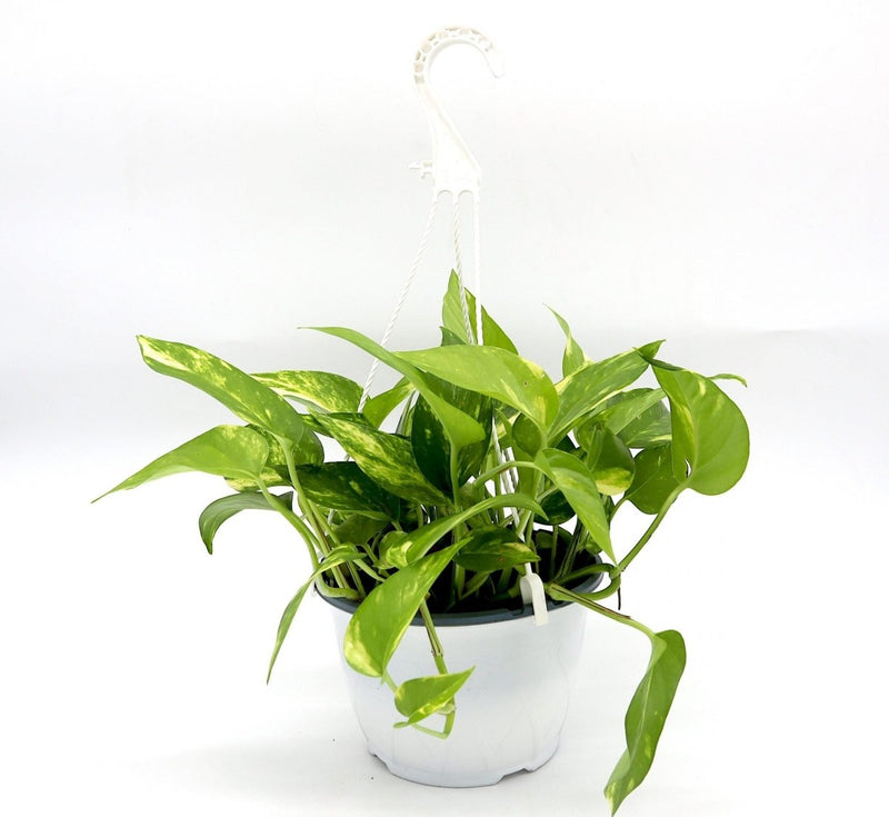 Small Epipremnum Money Plant, Golden Pothos, Devil’s Ivy - Greensouq -