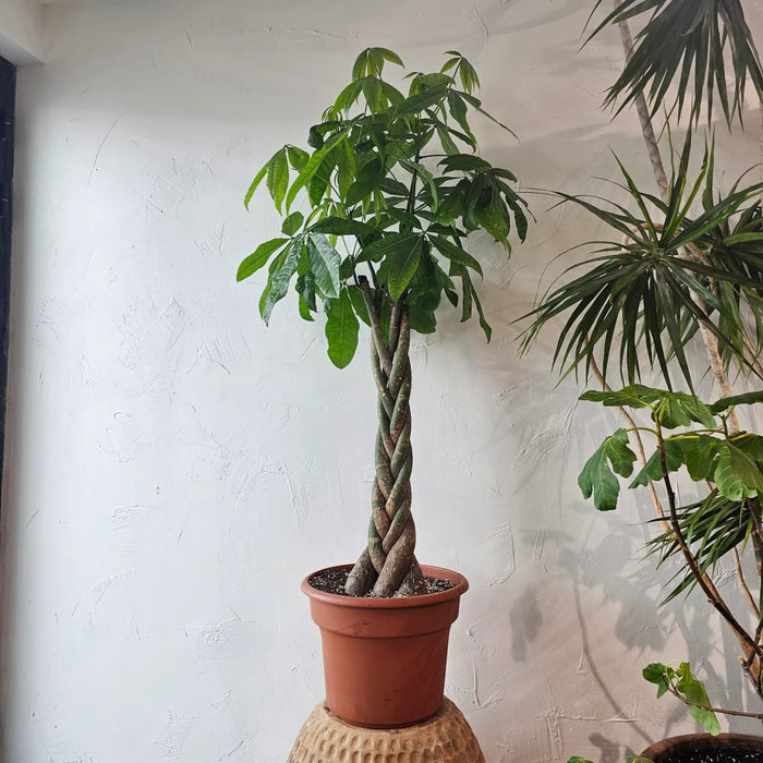 Money Tree Pachira Aquatica, "Twisted Trunk" 130 - 150cm شجرة المال - Greensouq -