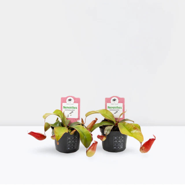 Nepenthes or Monkey Jar
