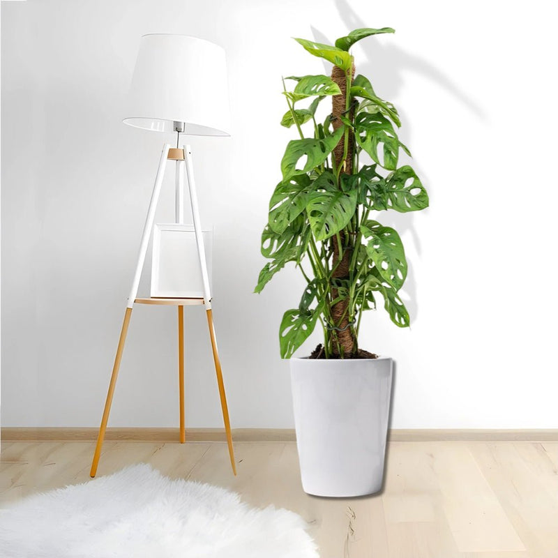 Monstera adansonii | Swiss Cheese Plant 1.0 - 1.2m - Greensouq -