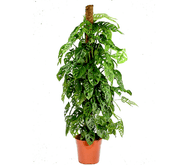 Monstera adansonii | Swiss Cheese Plant 1.0 - 1.2m - Greensouq -