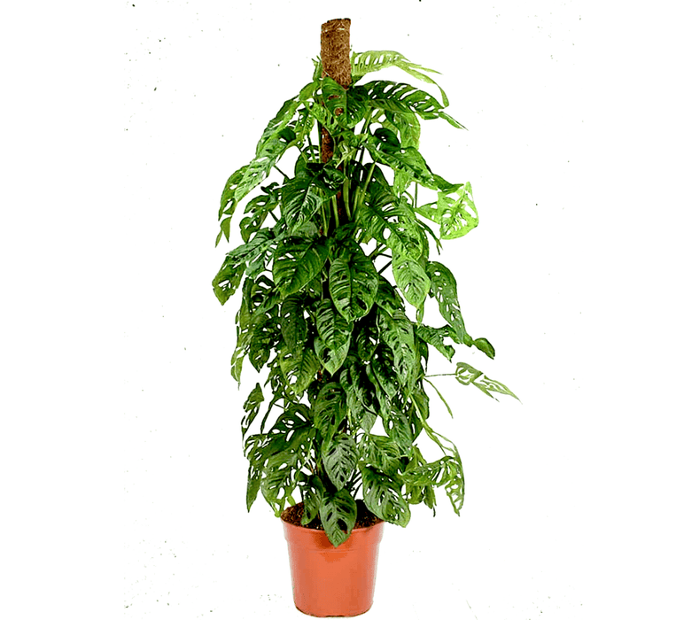 Monstera adansonii | Swiss Cheese Plant 1.0 - 1.2m - Greensouq -