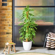 Monstera adansonii | Swiss Cheese Plant 1.0 - 1.2m - Greensouq -