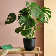 Monstera Deliciosa or Swiss Cheese Plant Small, 50 - 60cm - Greensouq -