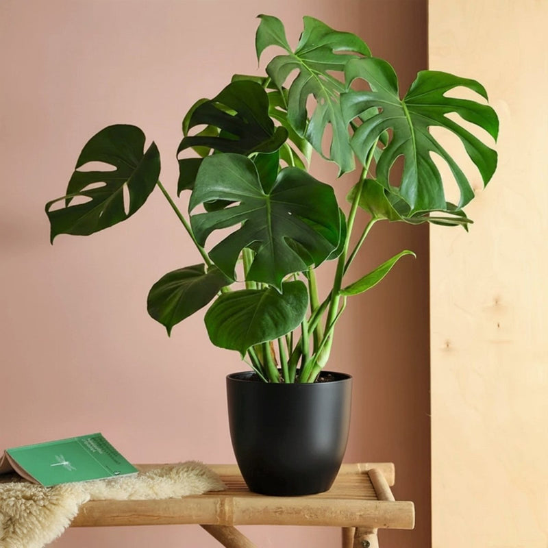 Monstera Deliciosa or Swiss Cheese Plant Small, 50 - 60cm - Greensouq -