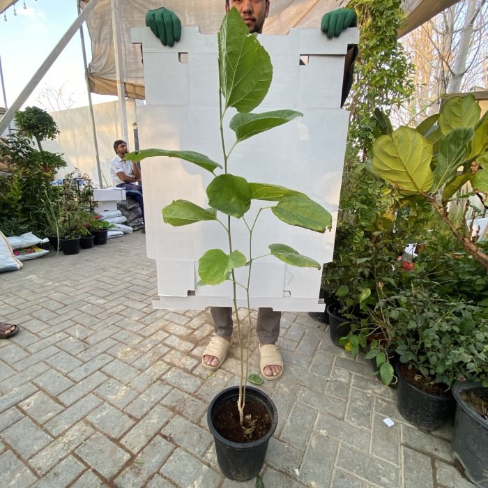 Morus Alba Or Mulberry Tree شجرة توت - Greensouq -
