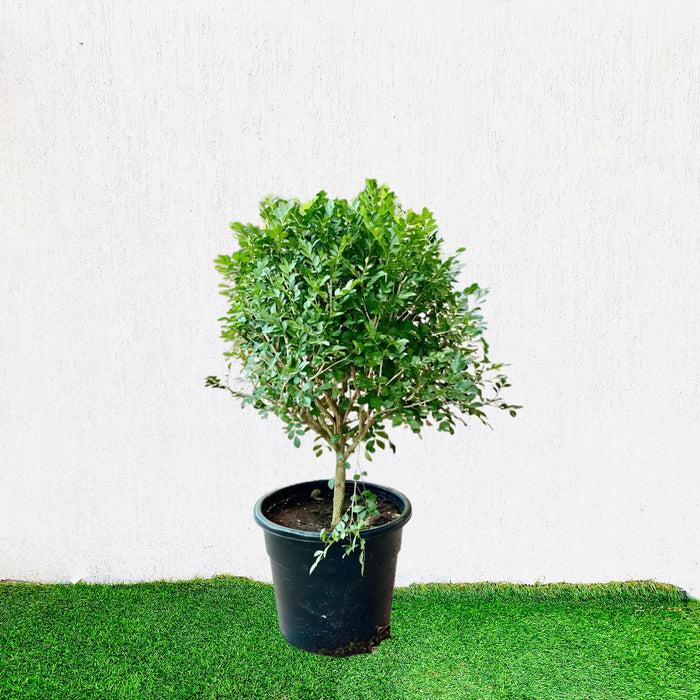 Murraya Paniculata Exotica
