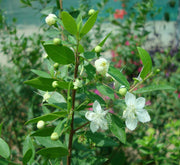Myrtus Communis "Myrtle" 40 - 60cm - Greensouq -
