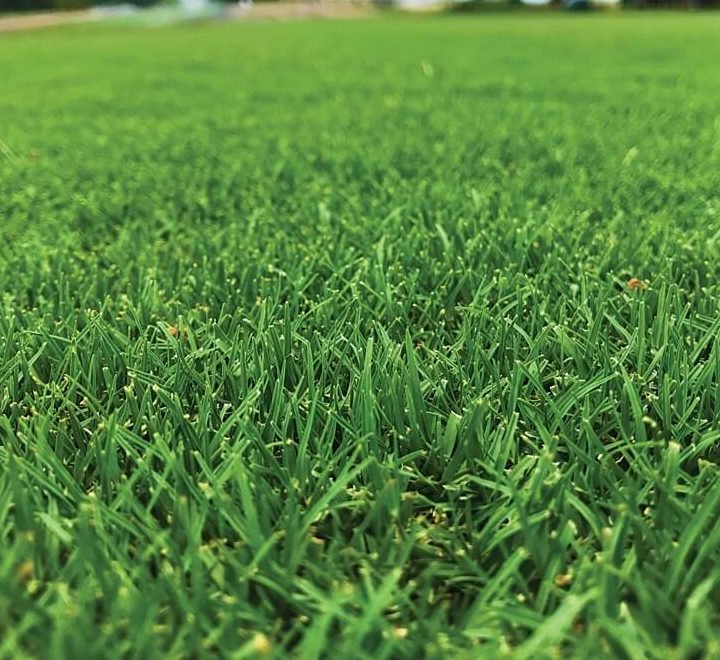 Natural Carpet Bermuda Grass "American Bermuda" - Greensouq -