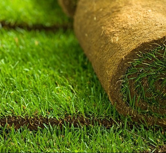 Natural Carpet Bermuda Grass "American Bermuda" - Greensouq -
