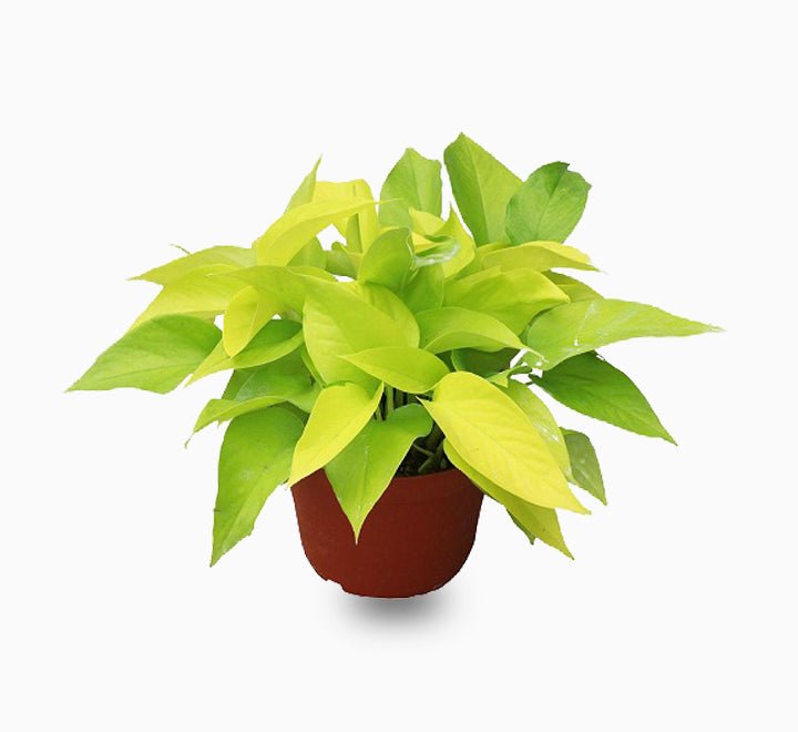 Neon Pothos (20 - 30 cm) - Greensouq -