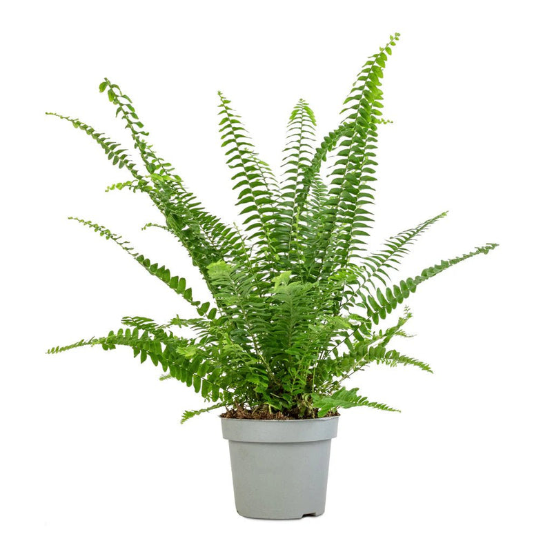 Nephrolepis exaltata "Green Lady", Boston Fern or Sword Fern - Greensouq -