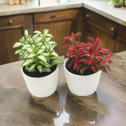 Nerve Plant Fittonia, or Mosaic Plant 5 - 10cm Spread - Greensouq -