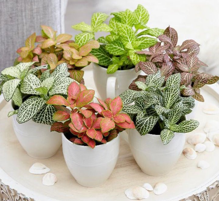 Nerve Plant Fittonia, or Mosaic Plant 5 - 10cm Spread - Greensouq -