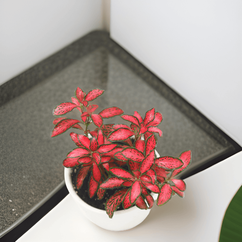 Nerve Plant Fittonia, or Mosaic Plant 5 - 10cm Spread - Greensouq -