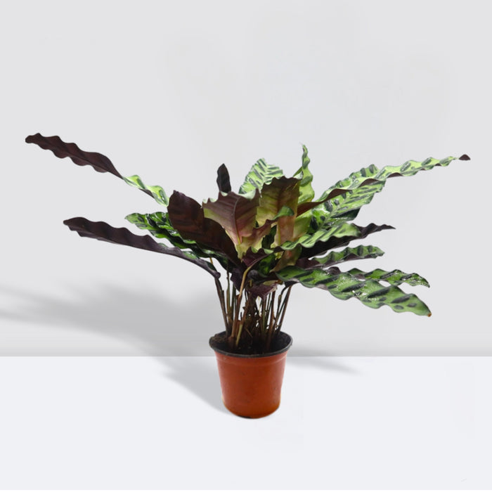 Calathea Lancifolia