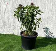 Ocimum Basilicum or Rehan Herb - Greensouq -
