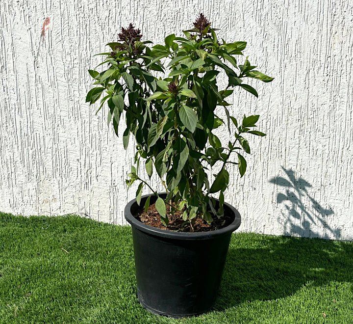 Ocimum Basilicum or Rehan Herb - Greensouq -