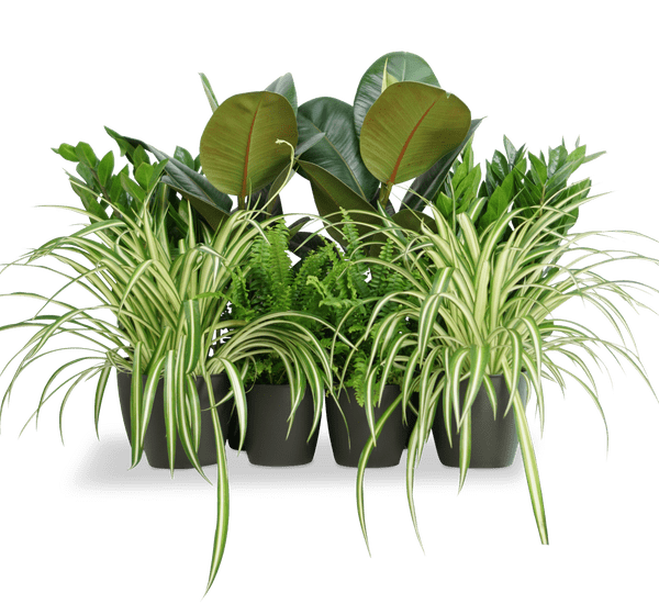 Office Starter Plant Set "Office Indoor Plant" 30 - 40cm - Greensouq -