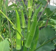 Okra Agrimax Seeds - Greensouq -