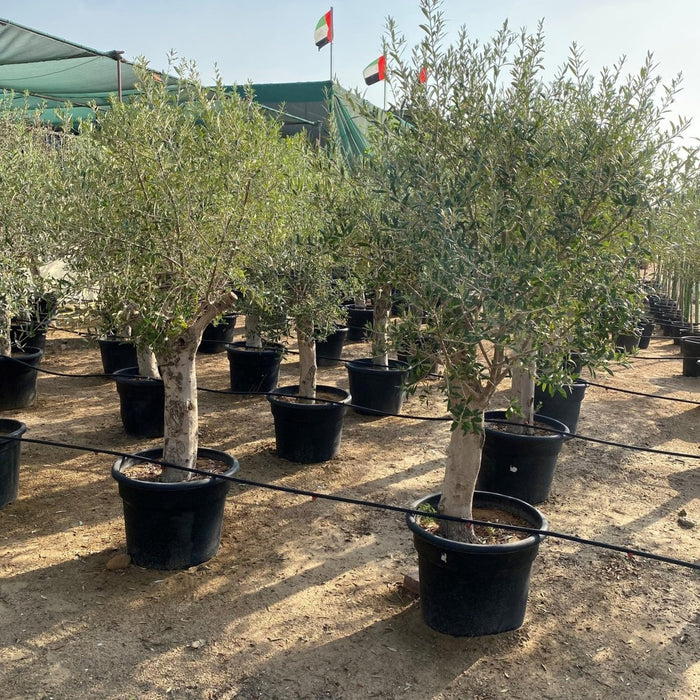 Olea europea or Mature Olive Tree 1.6 - 1.8m, 100 - 120mm Dia - Greensouq -
