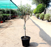Olea europea or Olive Tree "1.0m - 2.2m" شجرة زيتون - Greensouq -