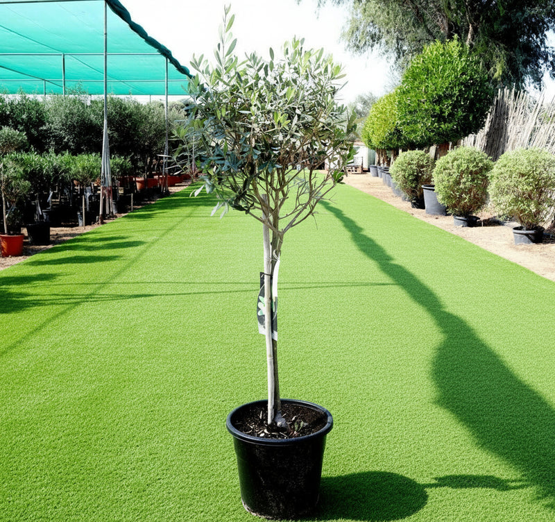 Olea europea or Olive Tree "1.0m - 2.2m" شجرة زيتون - Greensouq -