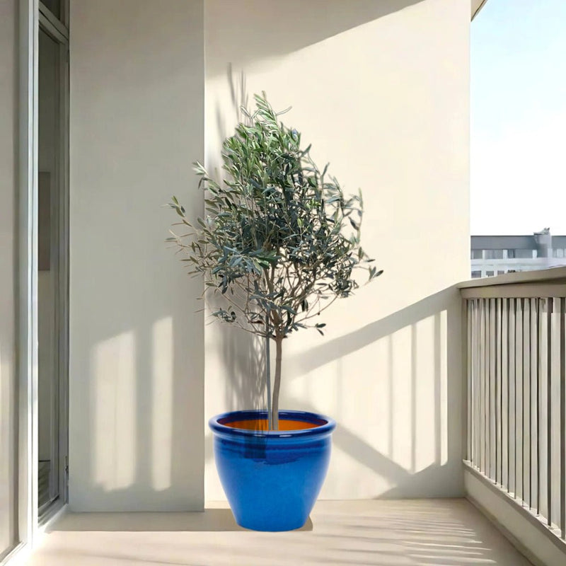Olea europea or Olive Tree "1.0m - 2.2m" شجرة زيتون - Greensouq -
