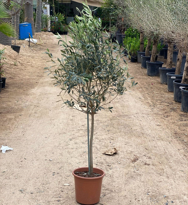 Olea europea or Olive Tree “1.0m شجرة زيتون