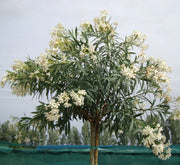 Oleander "Nerium Oleander" - Greensouq -