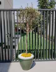 Olive Tree / Olea Europea "1.0m - 2.2m" - Greensouq -