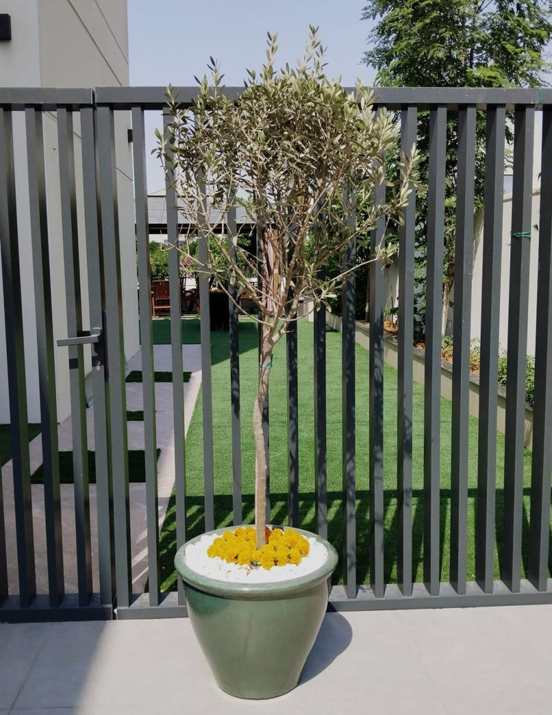 Olive Tree / Olea Europea "1.0m - 2.2m" - Greensouq -
