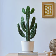 Opuntia Consolea in White Ceramic Pot 30 - 40cm - Greensouq -