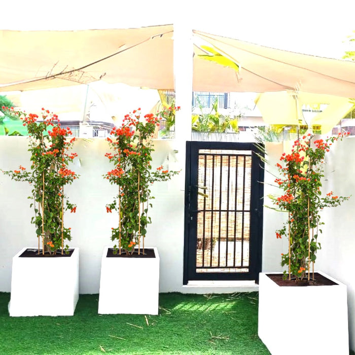 orangebougainvilela in grp square pot