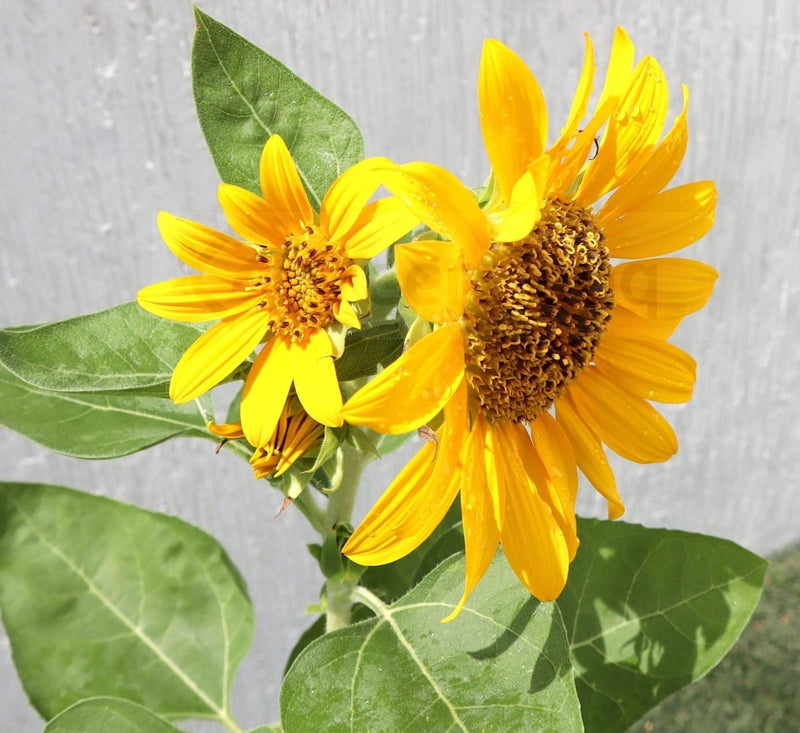 Ornamental Sunflower "Helianthus annuus" 0.3 - 0.4m 2Ltr Pot - Greensouq -