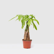 Pachira Aquatica (Money Tree) – 30cm - Greensouq -