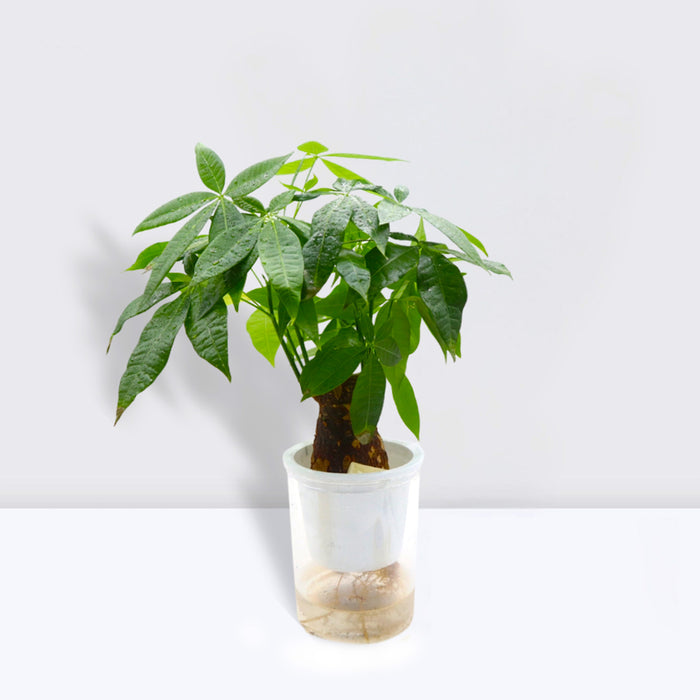 Pachira Aquatica