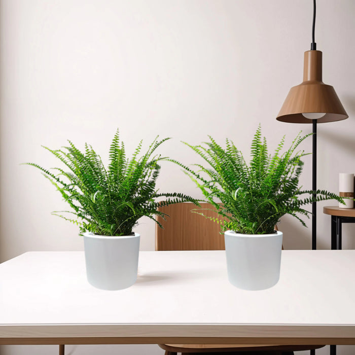 pair of boston fern