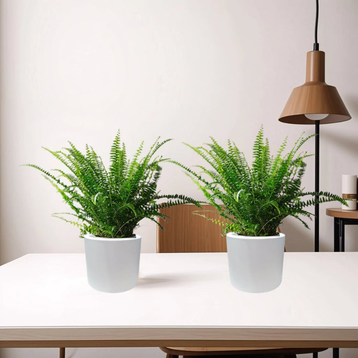 Pair of Boston Ferns in Round Cement Pots - Greensouq -